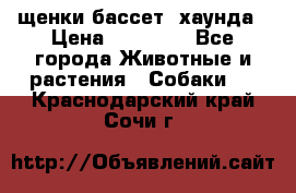 щенки бассет- хаунда › Цена ­ 20 000 - Все города Животные и растения » Собаки   . Краснодарский край,Сочи г.